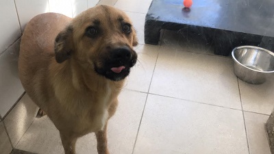 #PraCegoVer: Fotografia da cachorrinha Nina, ela tem as cores amarelo e preto. Está em pé olhando para a câmera.